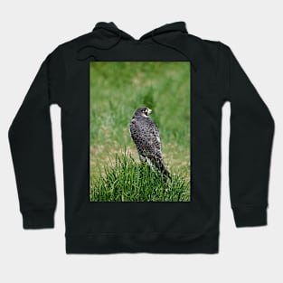 The Peregrine Falcon Hoodie